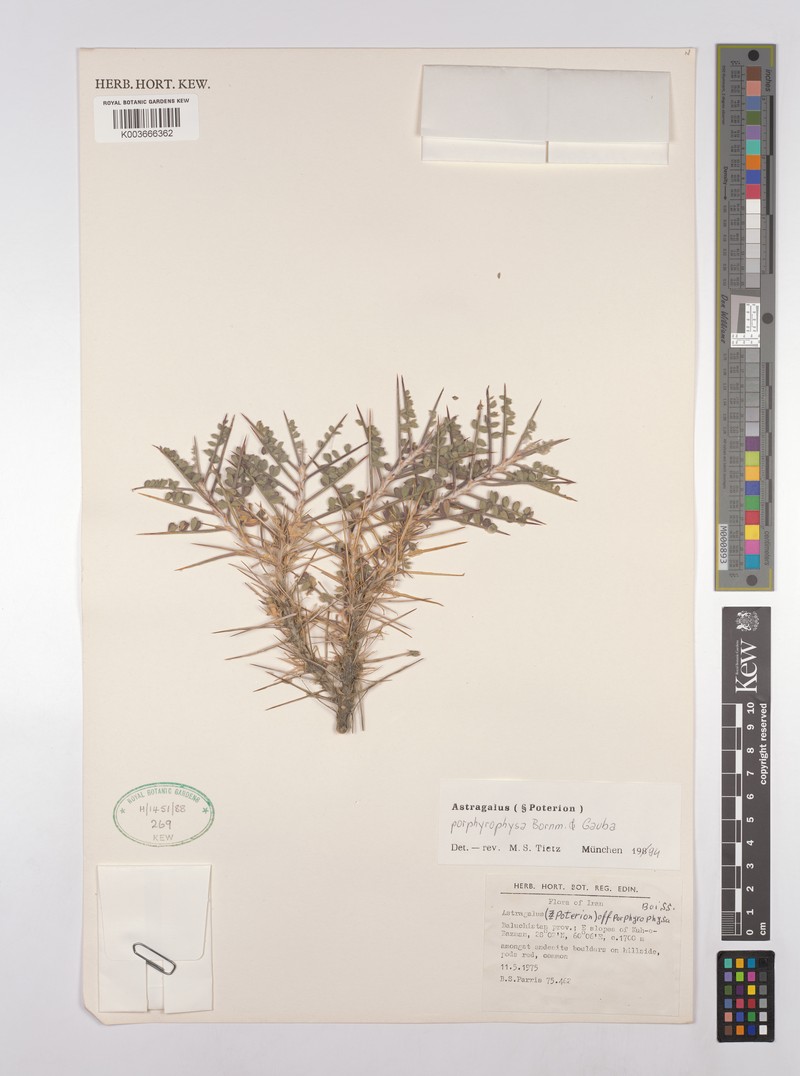 Astragalus porphyrophysa