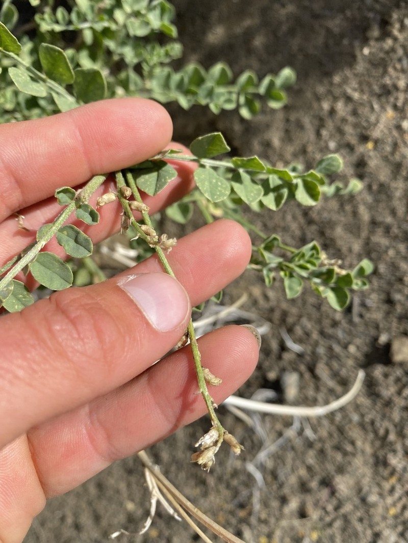 Lahontan Milkvetch