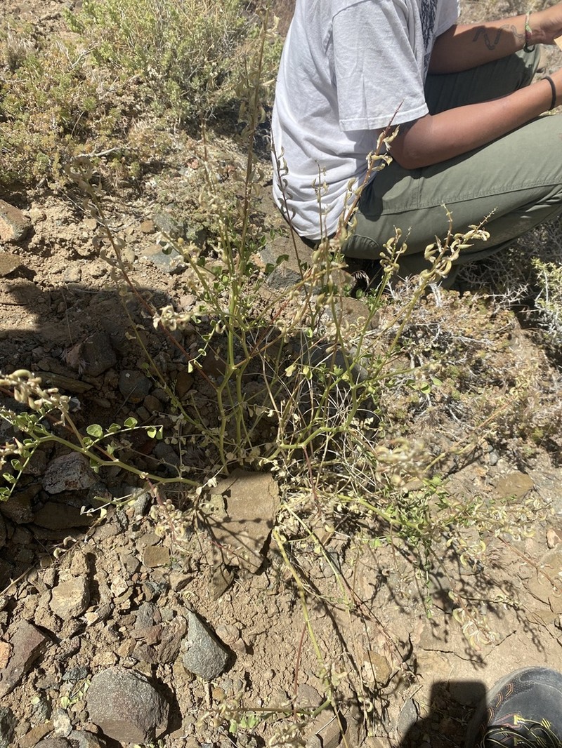 Lahontan Milkvetch photo 2