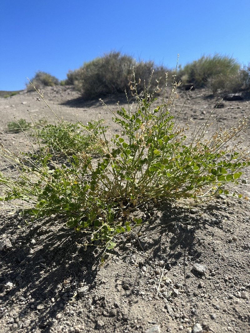 Lahontan Milkvetch photo 3