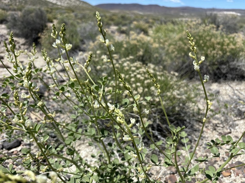 Lahontan Milkvetch photo 5