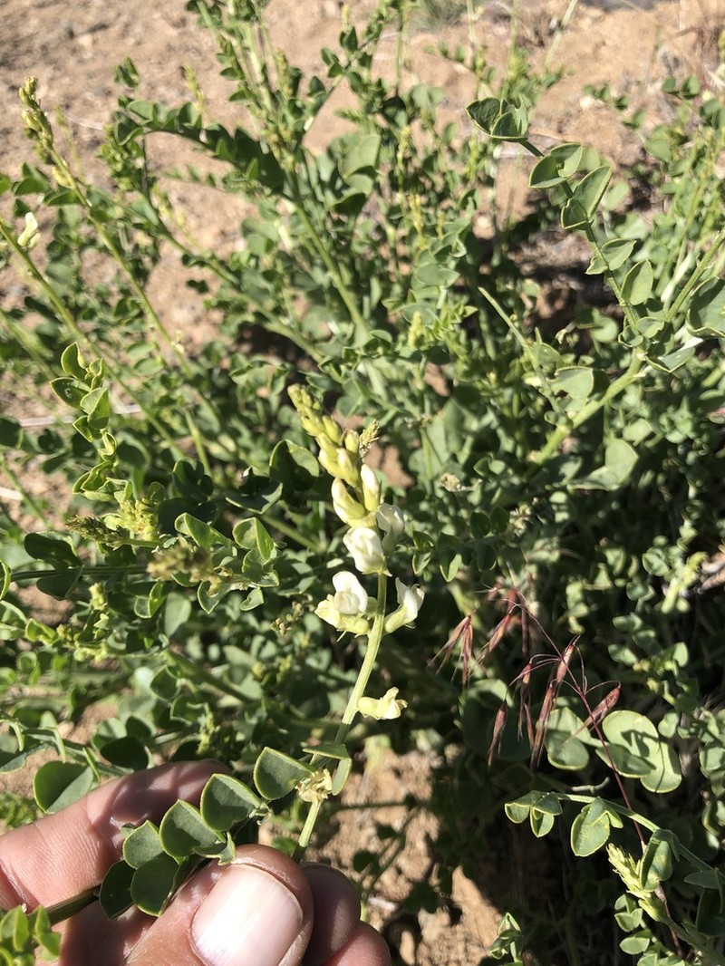 Lahontan Milkvetch photo 6