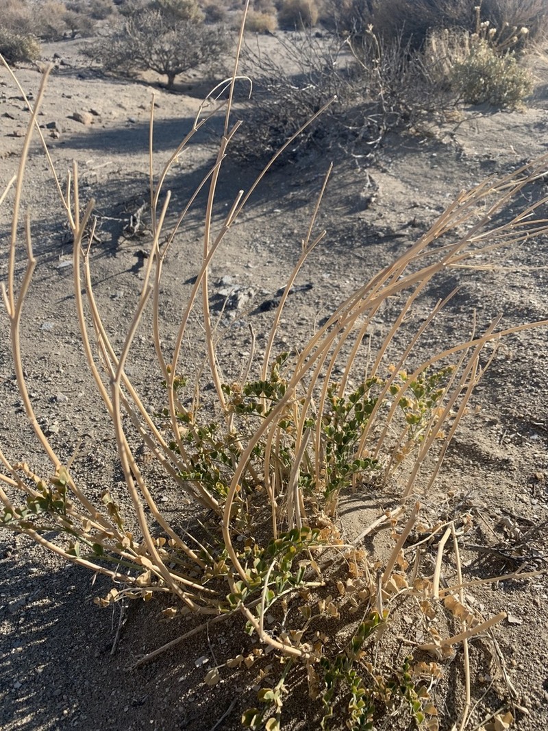 Lahontan Milkvetch photo 7