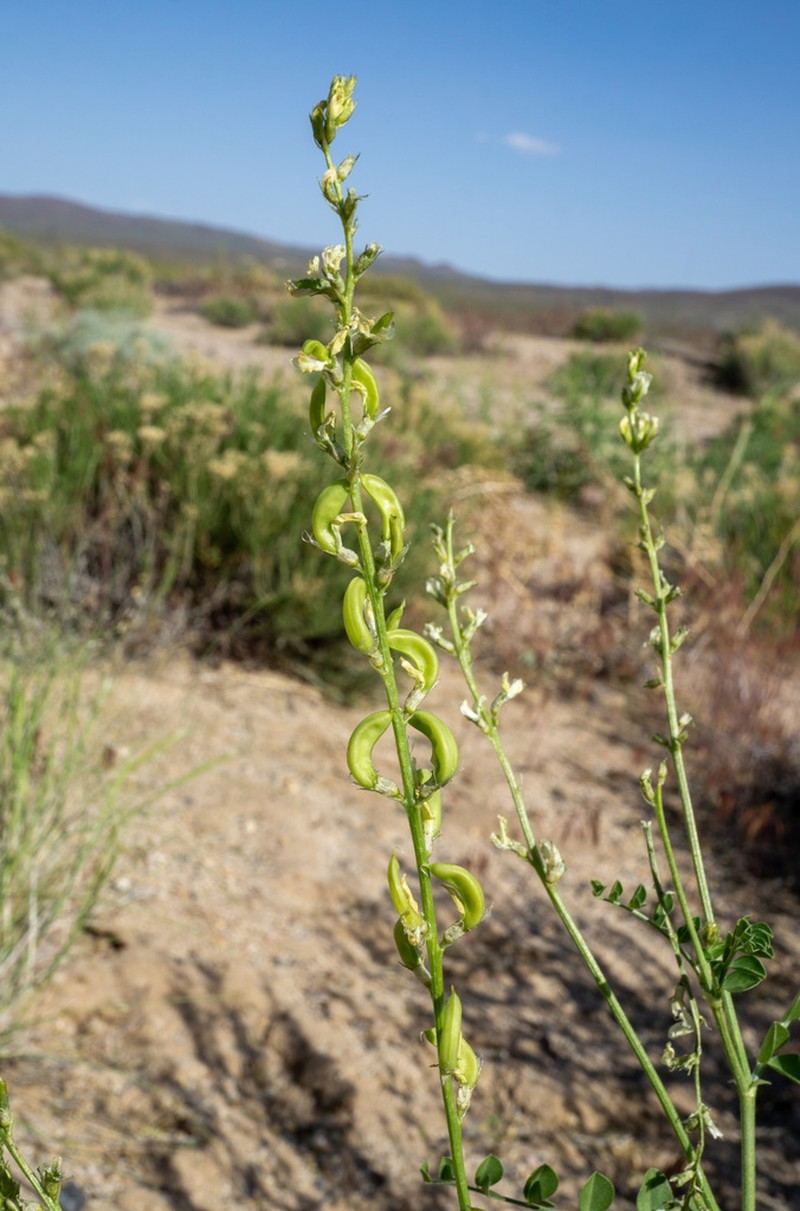 Lahontan Milkvetch photo 8