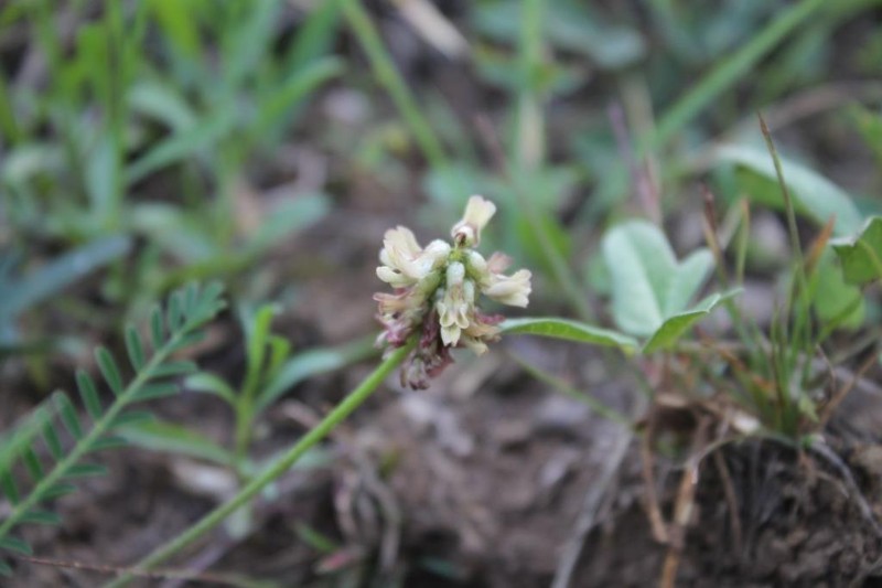 Astragalus potosinus photo 2