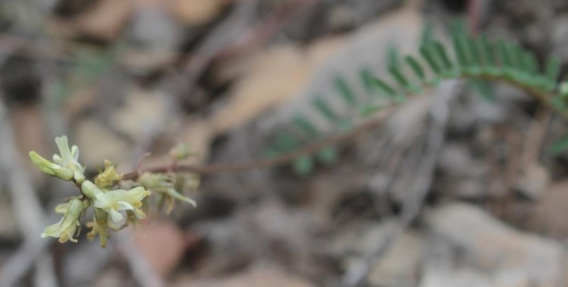 Astragalus potosinus photo 4
