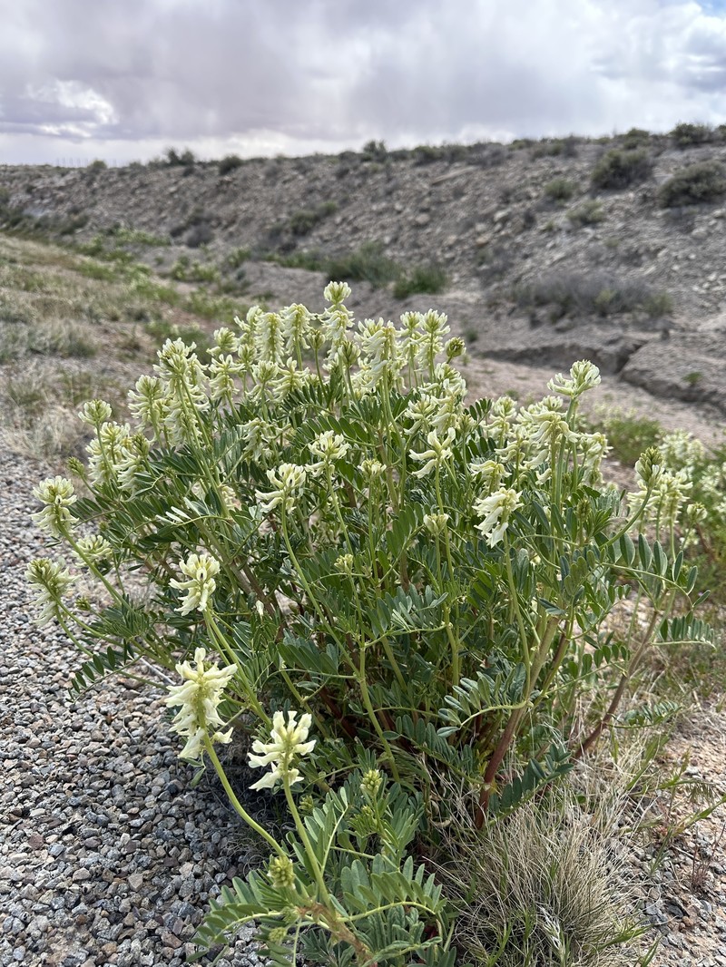 Stinking Milkvetch