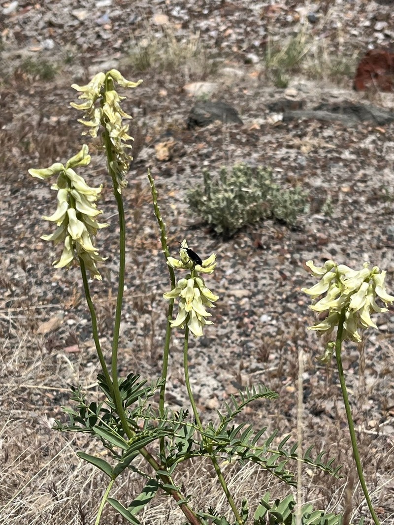 Stinking Milkvetch photo 4