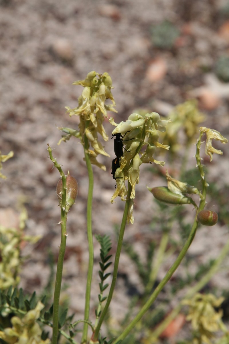 Stinking Milkvetch photo 5