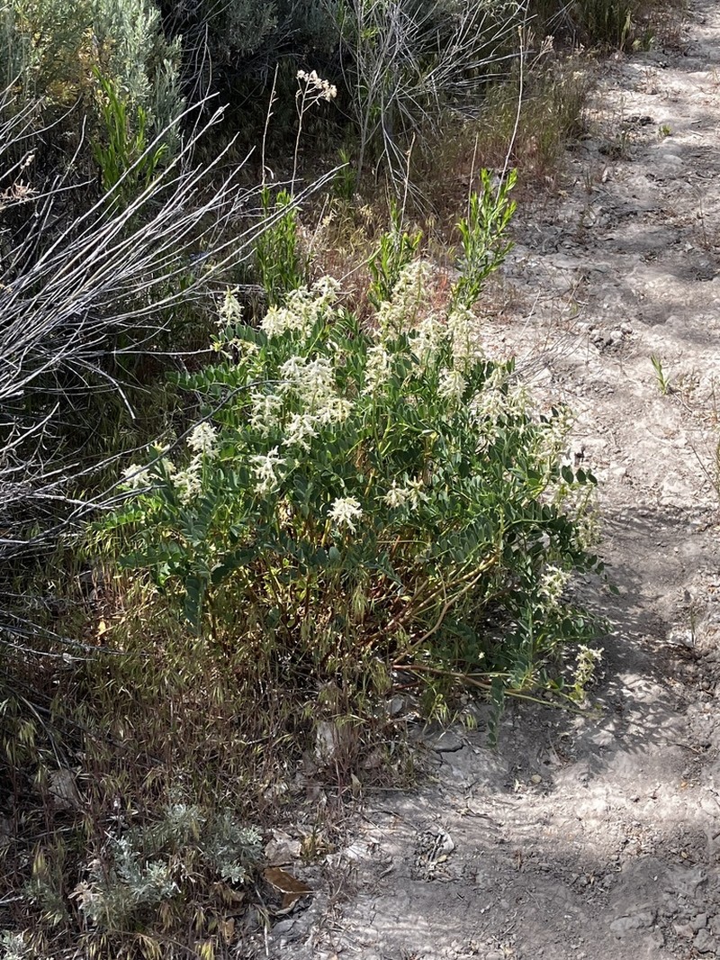 Stinking Milkvetch photo 6