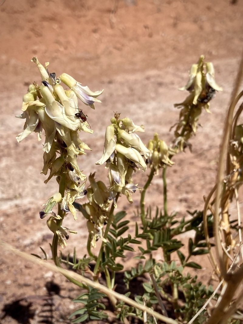 Stinking Milkvetch photo 7