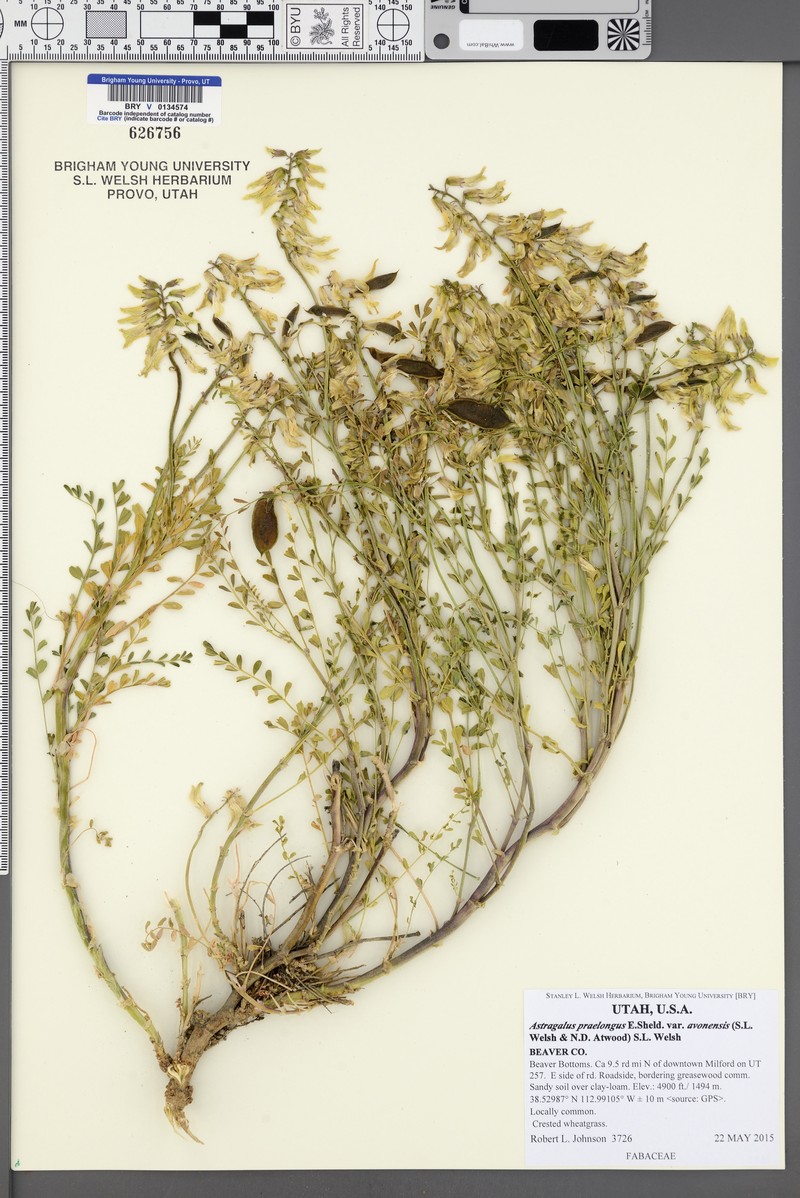 Astragalus praelongus var. avonensis