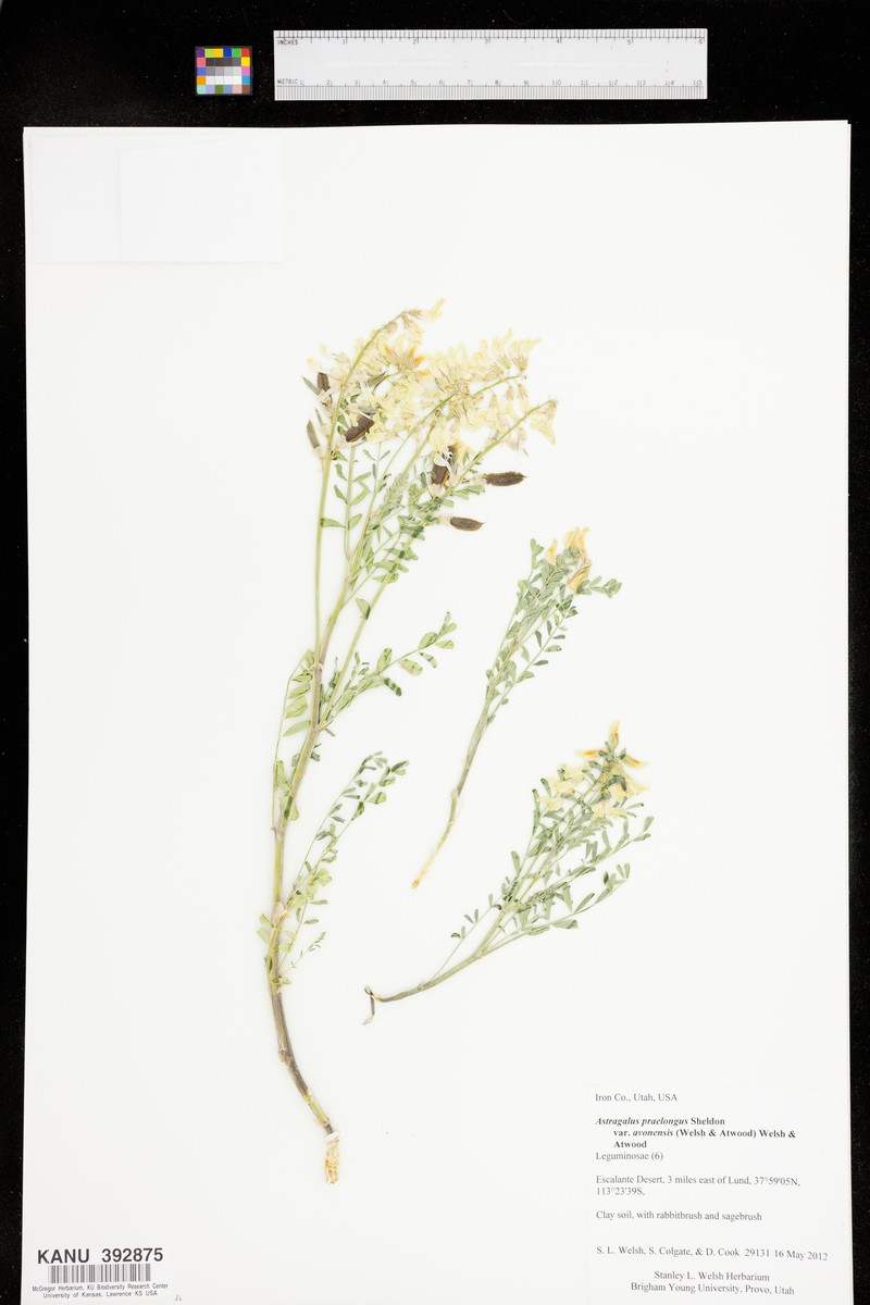 Astragalus praelongus var. avonensis photo 2
