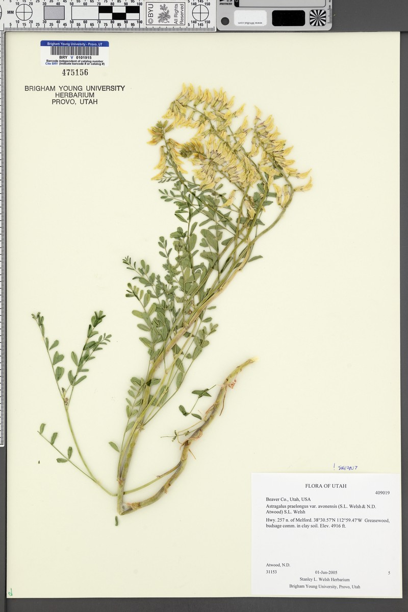 Astragalus praelongus var. avonensis photo 3
