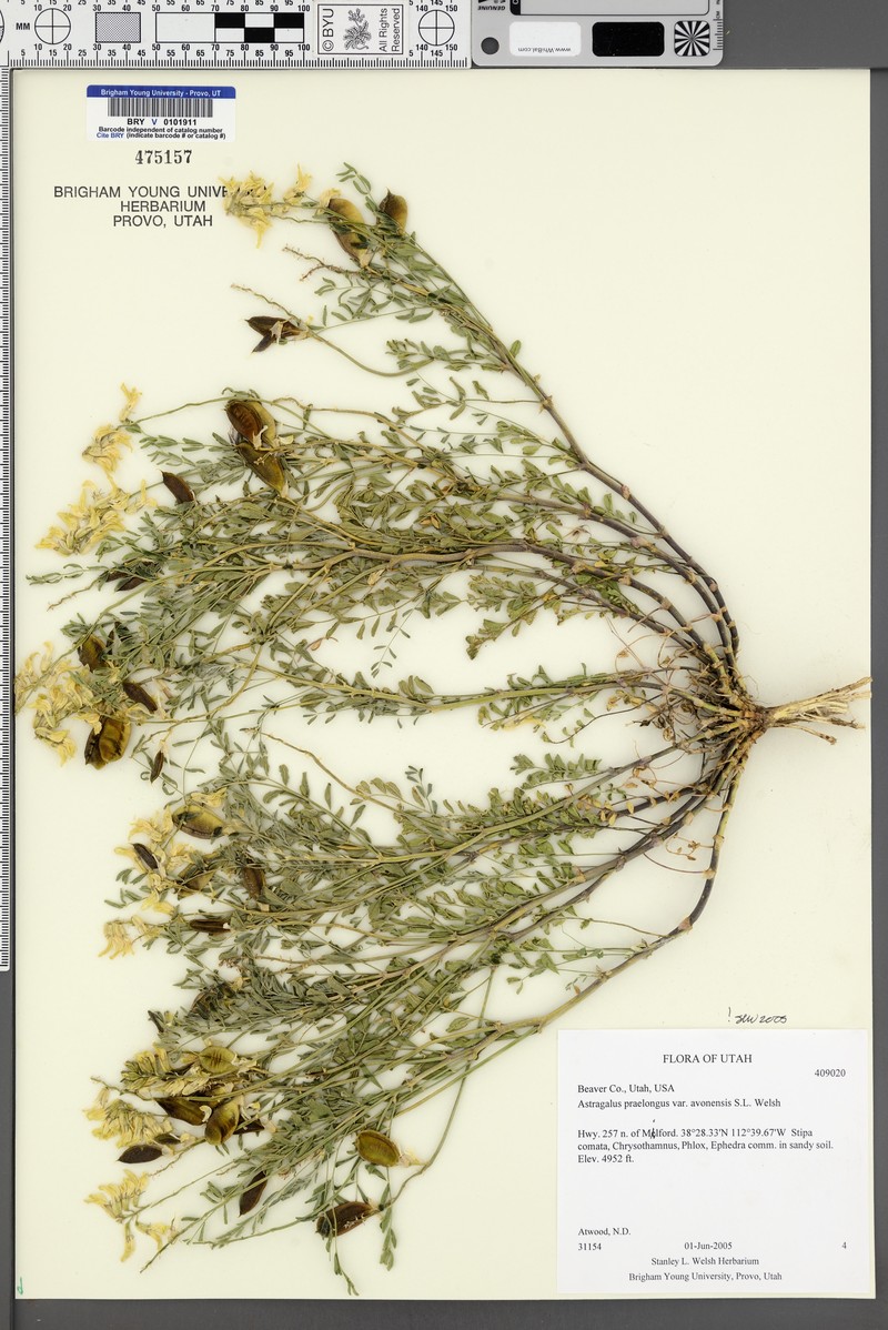 Astragalus praelongus var. avonensis photo 4