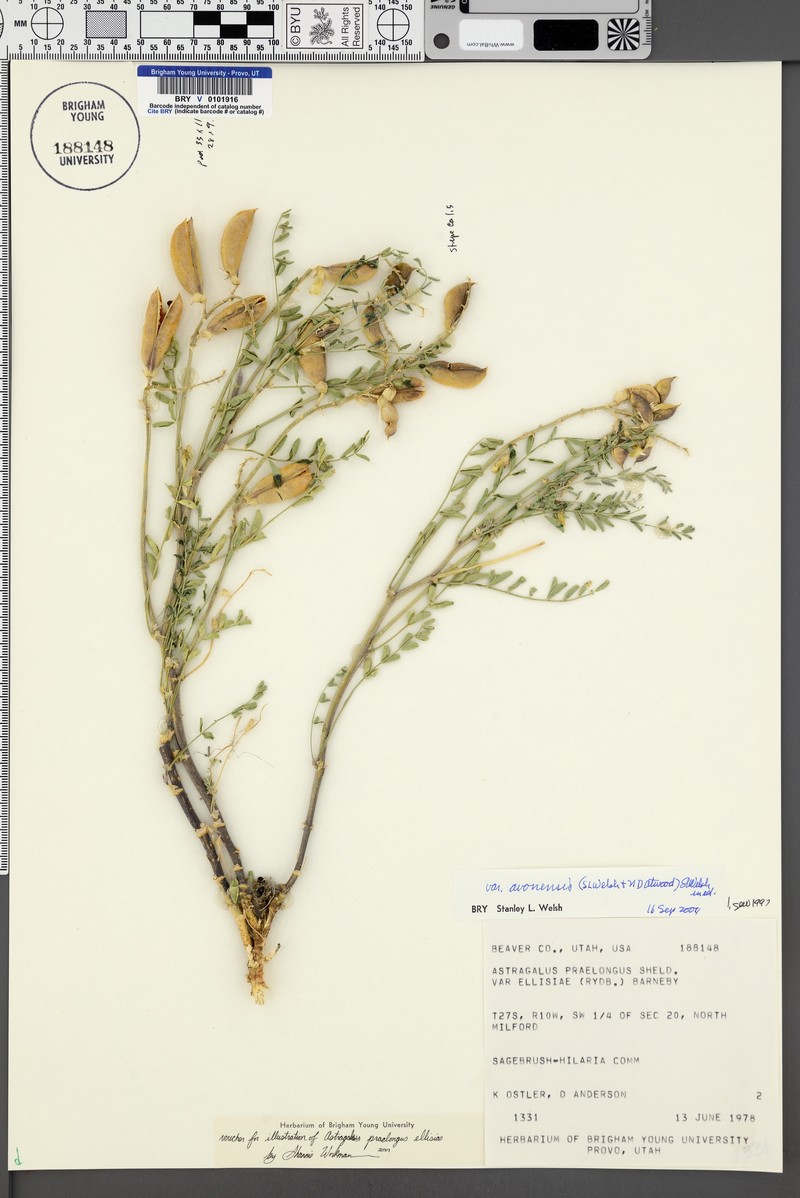 Astragalus praelongus var. avonensis photo 5