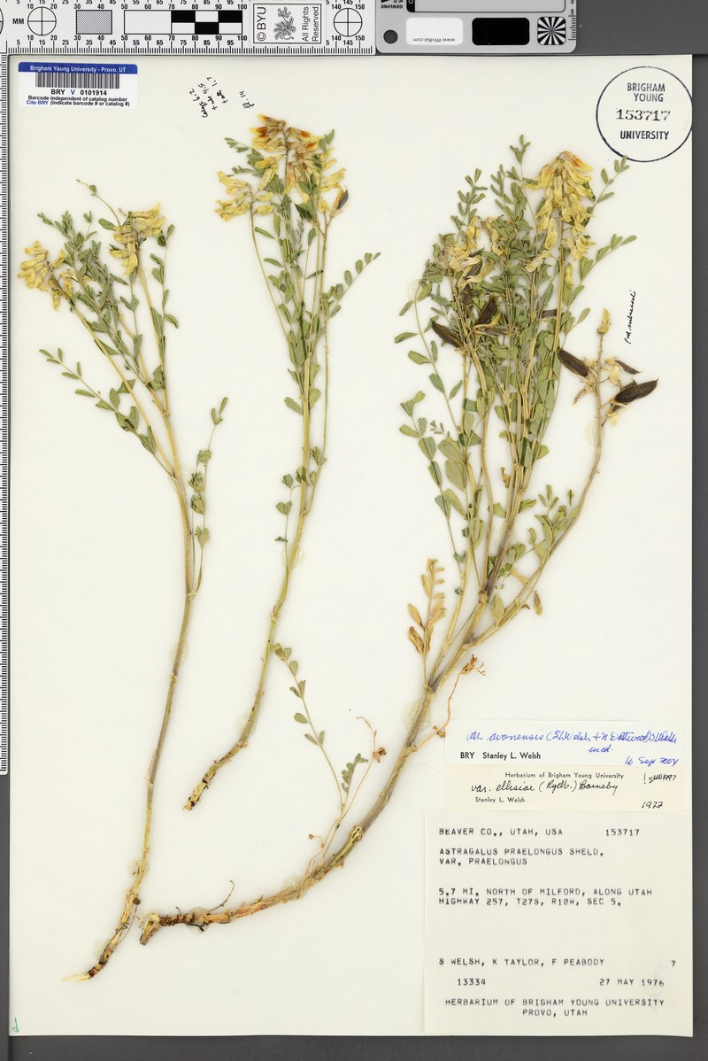 Astragalus praelongus var. avonensis photo 6