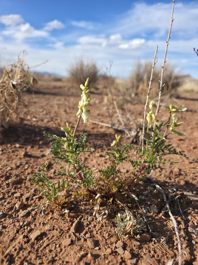 Astragalus praelongus var. ellisiae