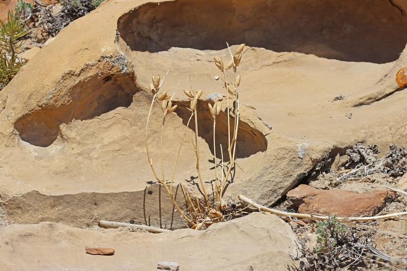 Astragalus praelongus var. ellisiae photo 2