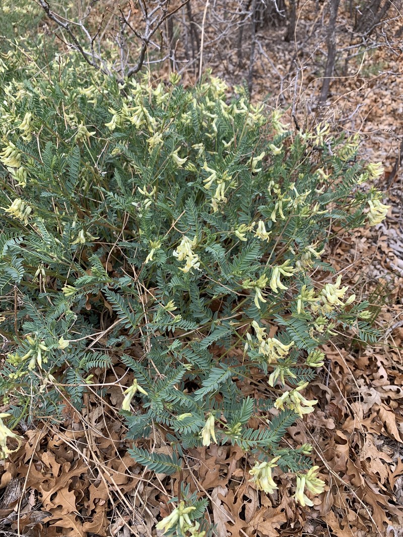 Astragalus praelongus var. ellisiae photo 3