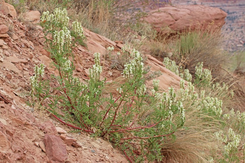 Astragalus praelongus var. ellisiae photo 4