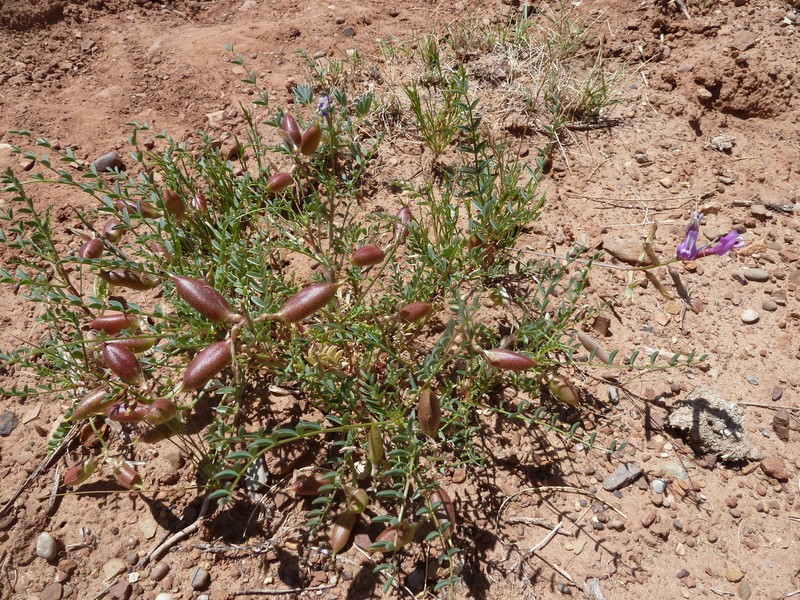 Astragalus praelongus var. ellisiae photo 5