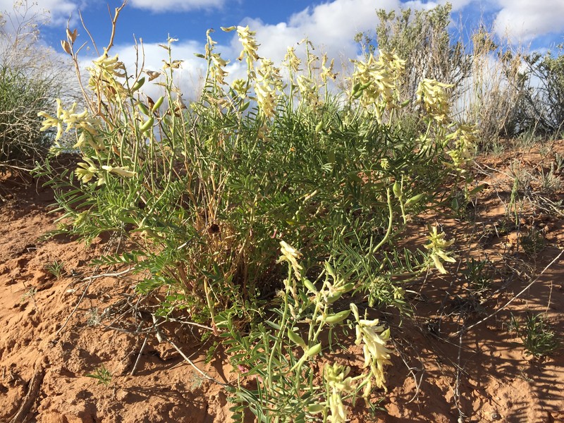 Astragalus praelongus var. ellisiae photo 6