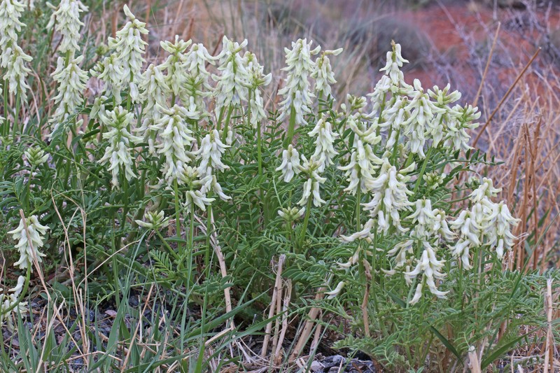 Astragalus praelongus var. ellisiae photo 7