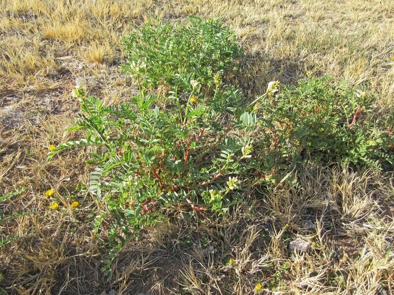 Astragalus praelongus var. ellisiae photo 8