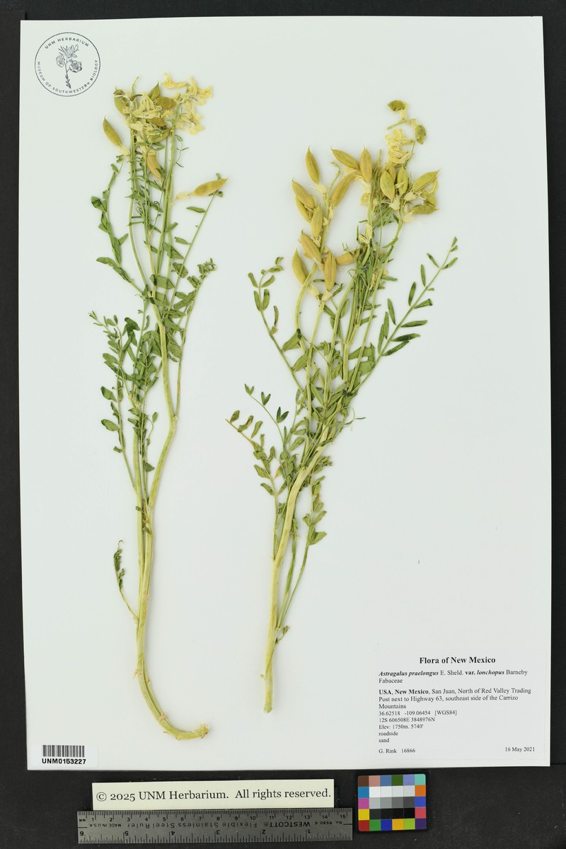 Astragalus praelongus var. lonchopus photo 3