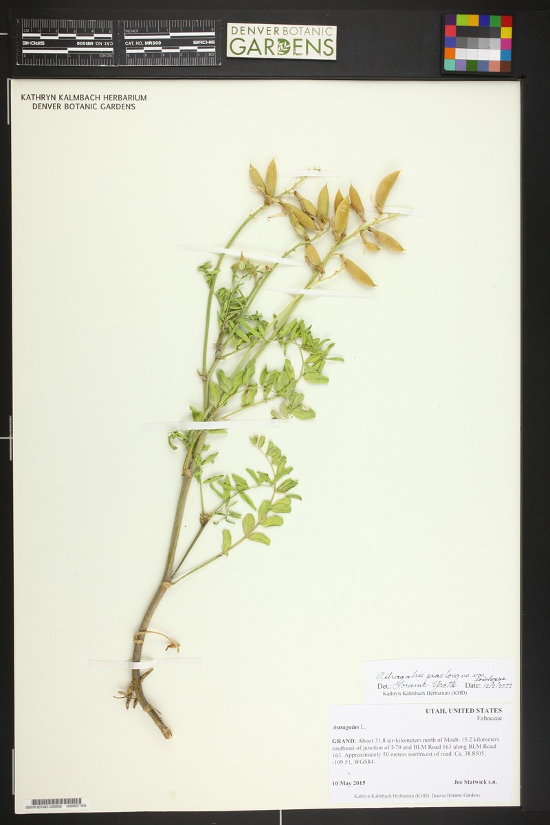 Astragalus praelongus var. lonchopus photo 4