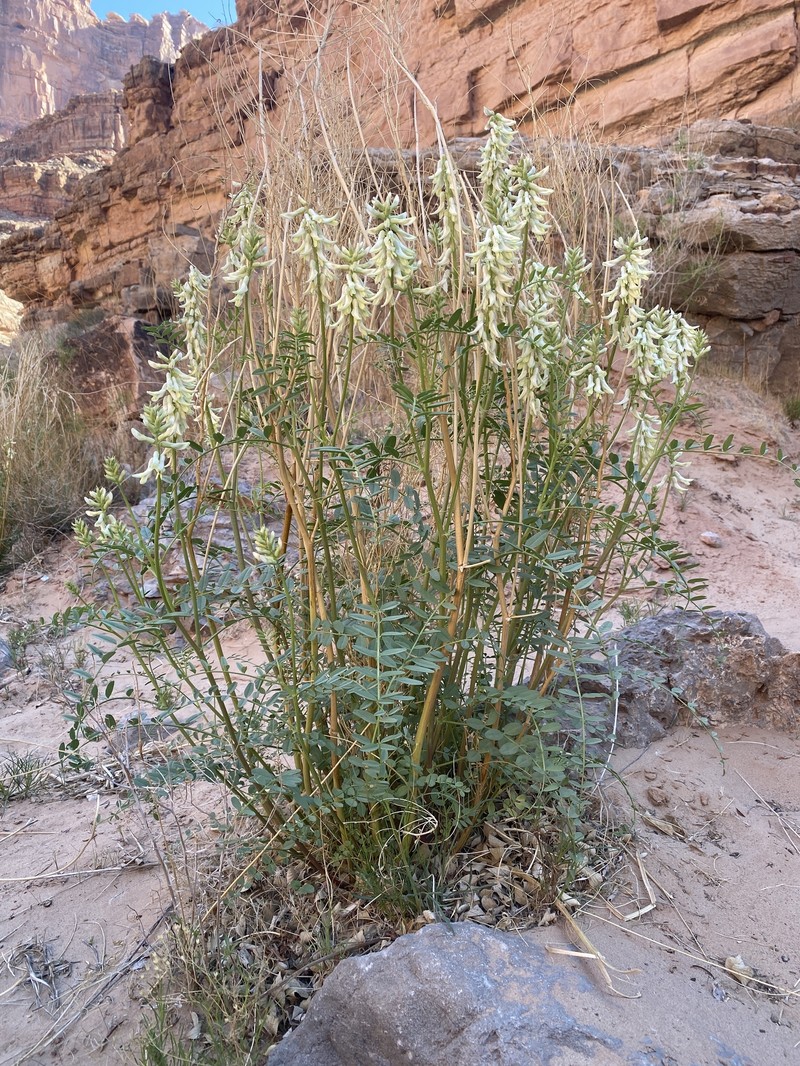 Astragalus praelongus var. lonchopus
