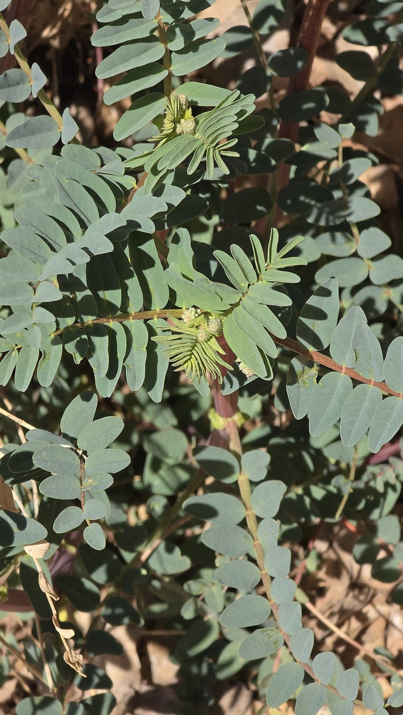 Astragalus praelongus var. praelongus