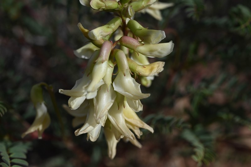 Astragalus praelongus var. praelongus photo 2