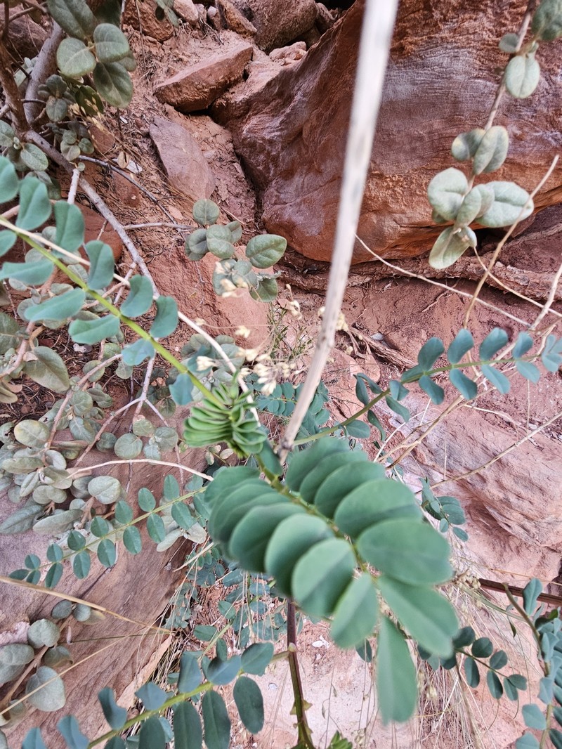 Astragalus praelongus var. praelongus photo 3