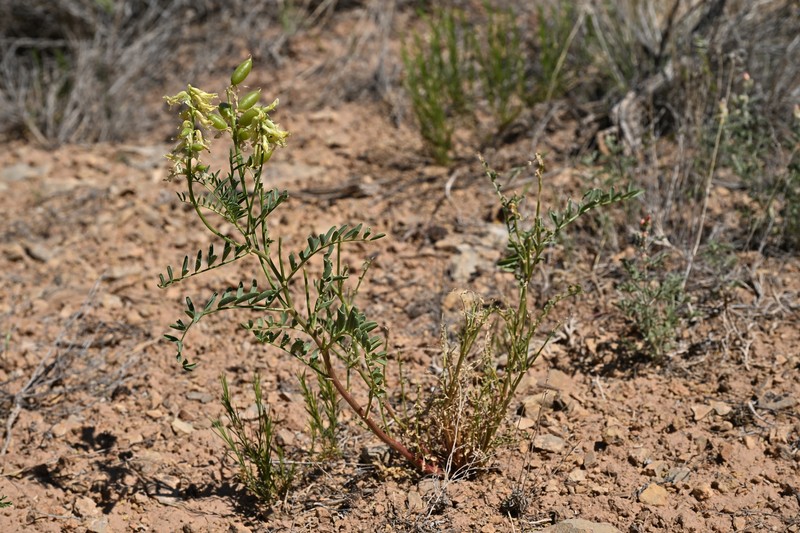 Astragalus praelongus var. praelongus photo 4