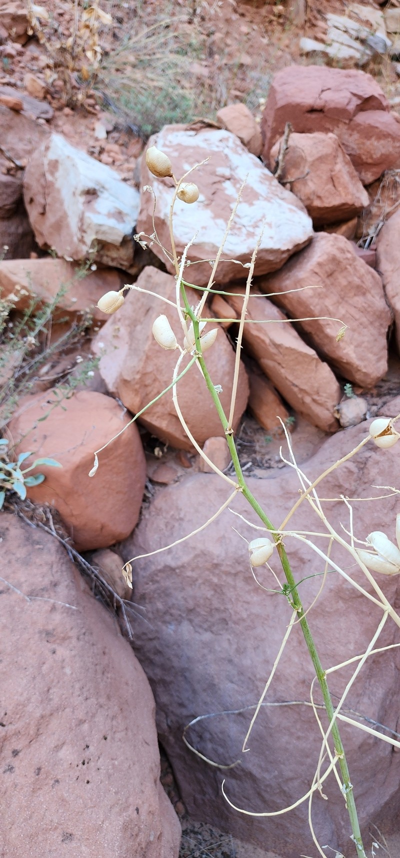 Astragalus praelongus var. praelongus photo 5