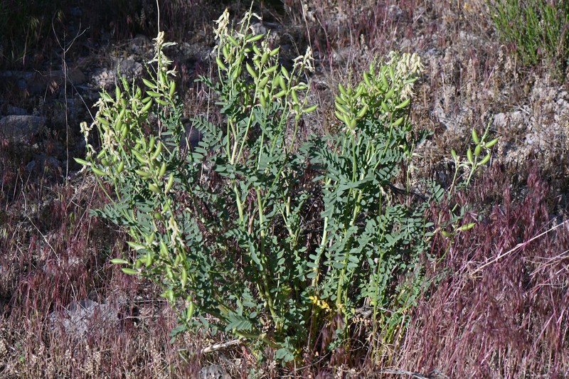 Astragalus praelongus var. praelongus photo 6
