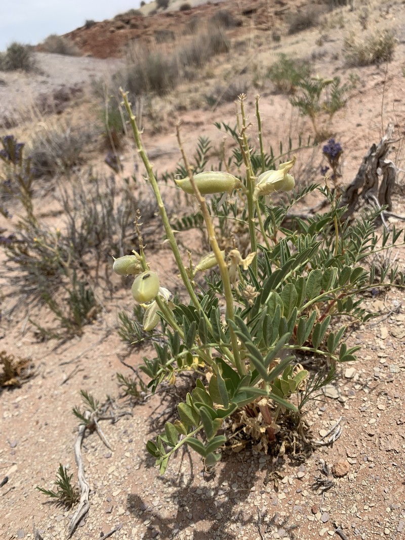 Astragalus praelongus var. praelongus photo 7