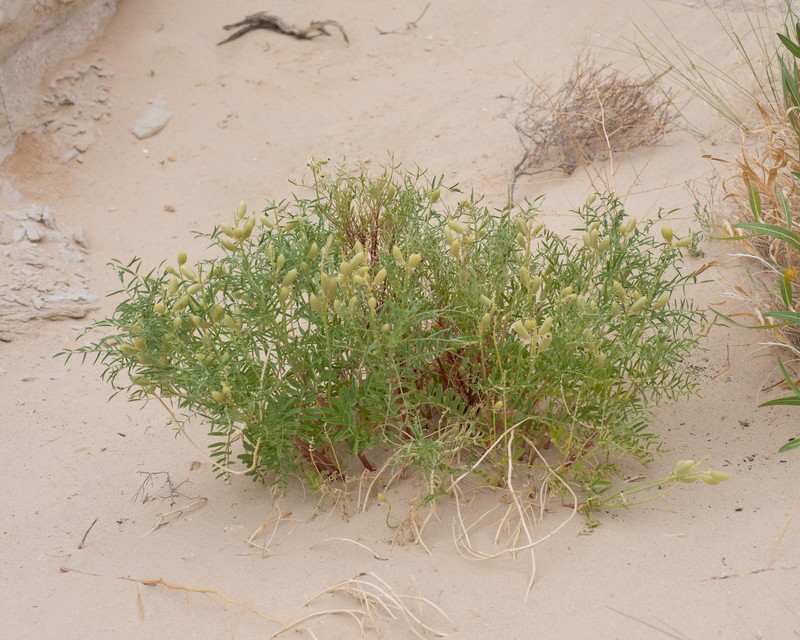 Astragalus praelongus var. praelongus photo 8