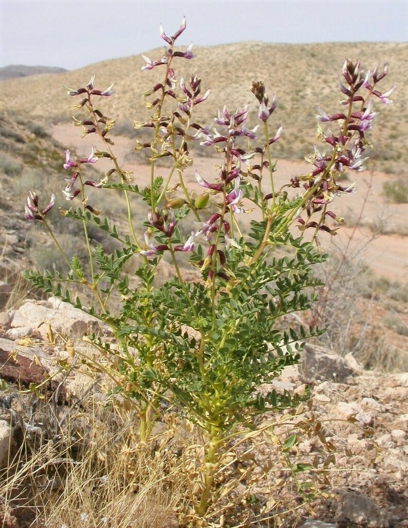 Preuss' Milkvetch