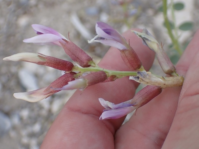 Preuss' Milkvetch photo 2