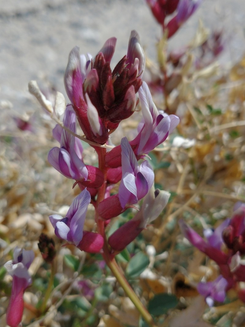 Preuss' Milkvetch photo 3