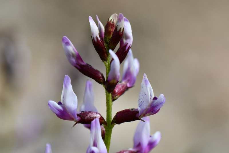 Preuss' Milkvetch photo 6