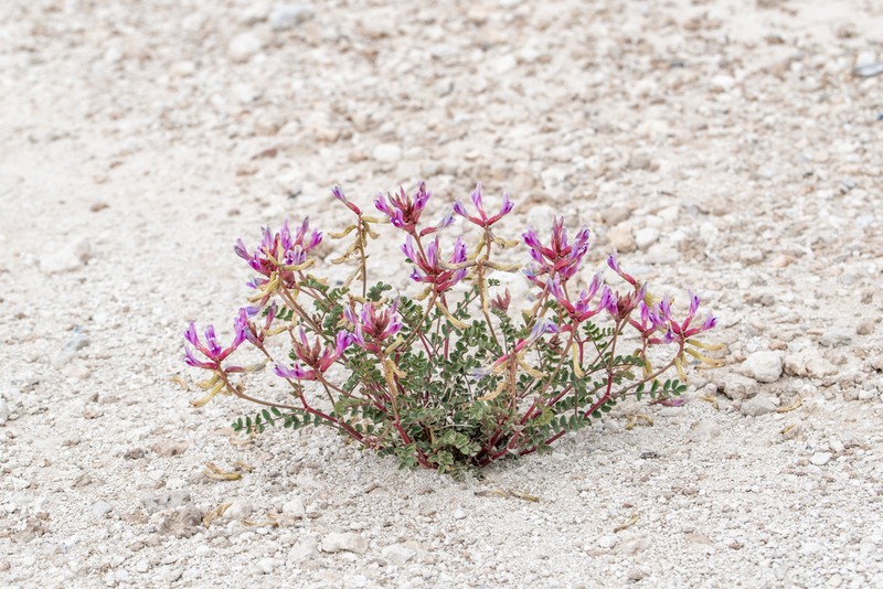Preuss' Milkvetch photo 7