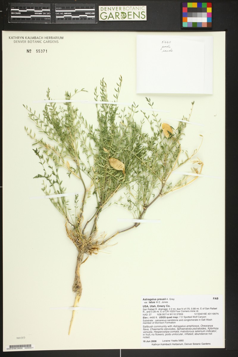 Astragalus preussii var. latus photo 2
