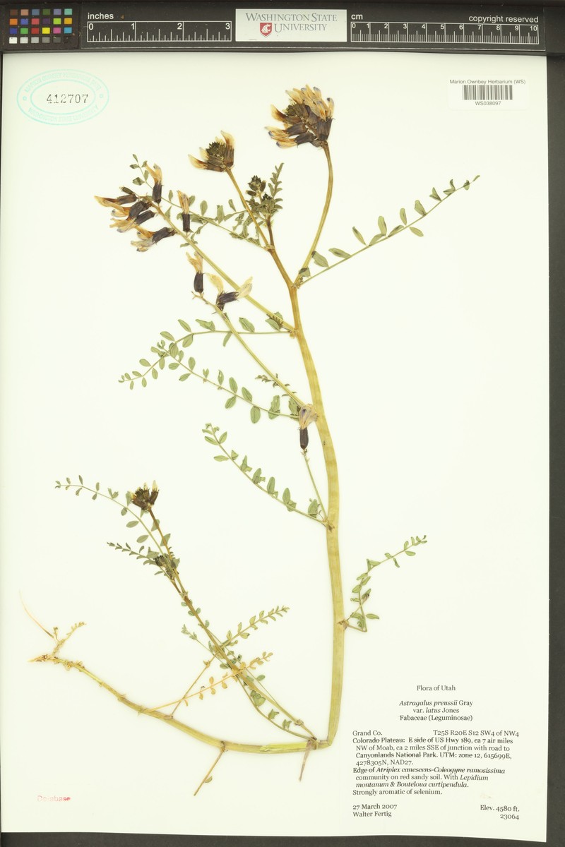 Astragalus preussii var. latus photo 3