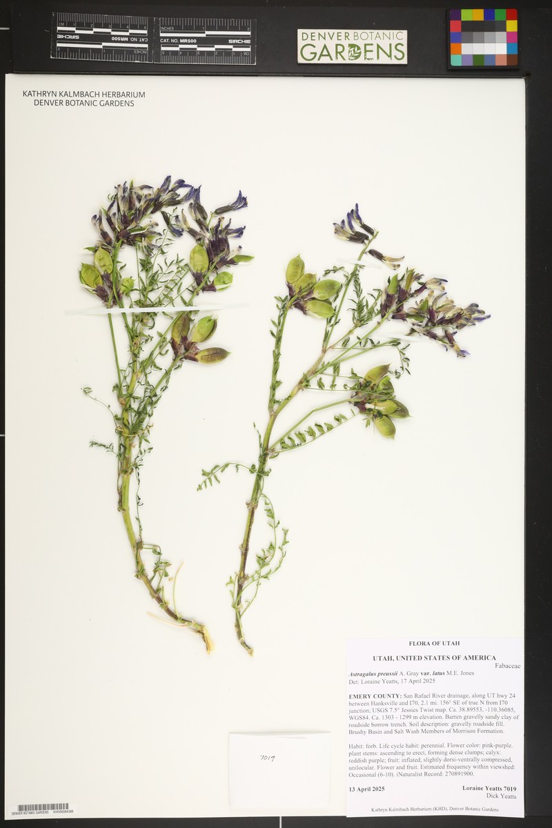 Astragalus preussii var. latus