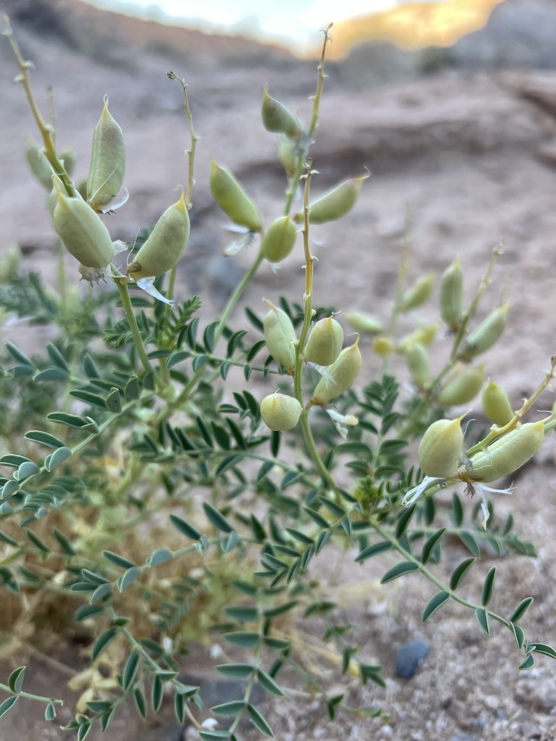 Astragalus preussii var. laxiflorus