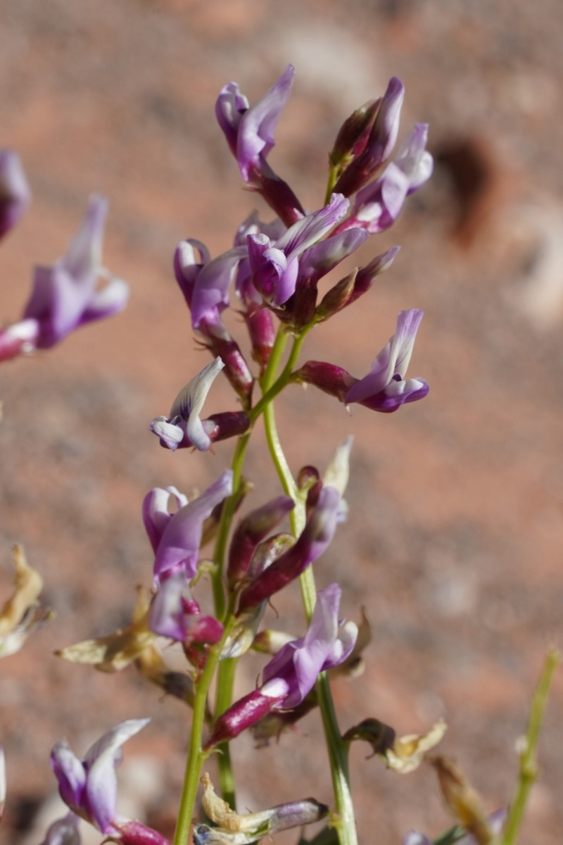 Astragalus preussii var. laxiflorus photo 2